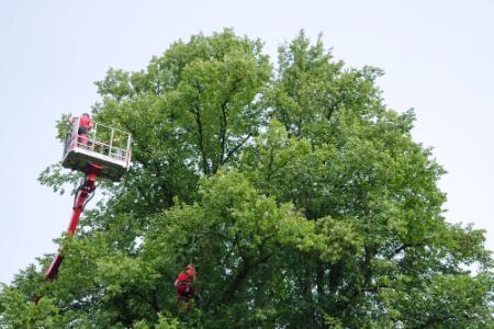 Why is Tree Trimming Important for Your Home?