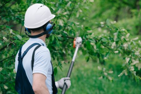 Tree Trimming